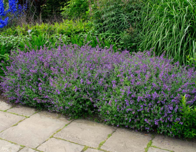 Menta pisicii ´Superba´