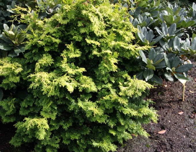 Chiparos Bronze Pygmy