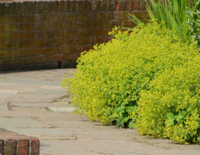 Alchemilla moale ´Irish Silk´