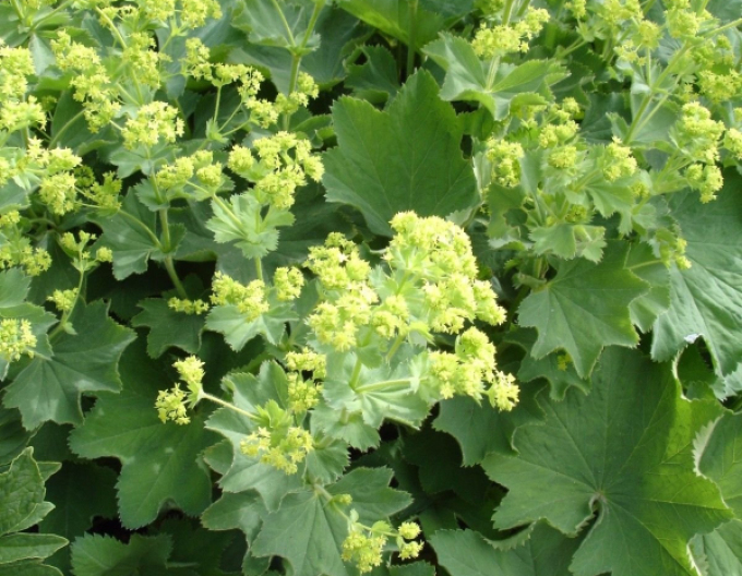 Alchemilla moale ´Irish Silk´
