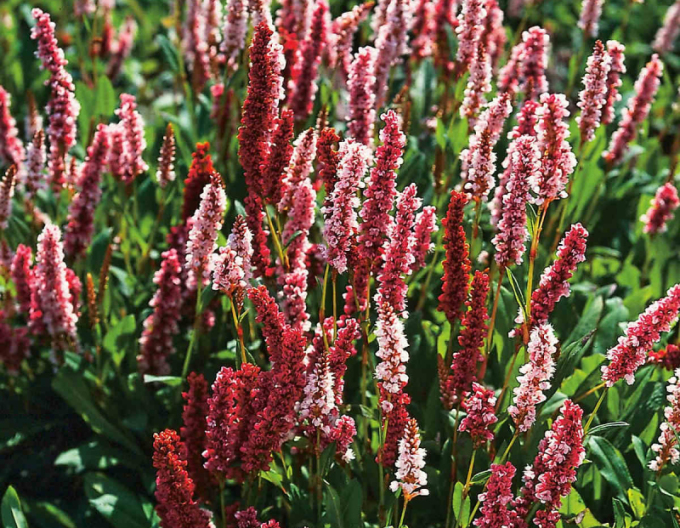 Persicaria - Răculeț ´Darjeeling Red´