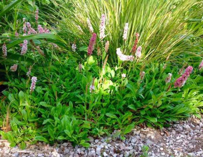 Persicaria - Răculeț ´Darjeeling Red´