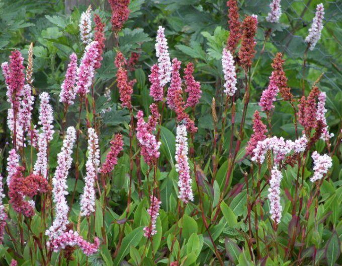 Persicaria - Răculeț ´Darjeeling Red´