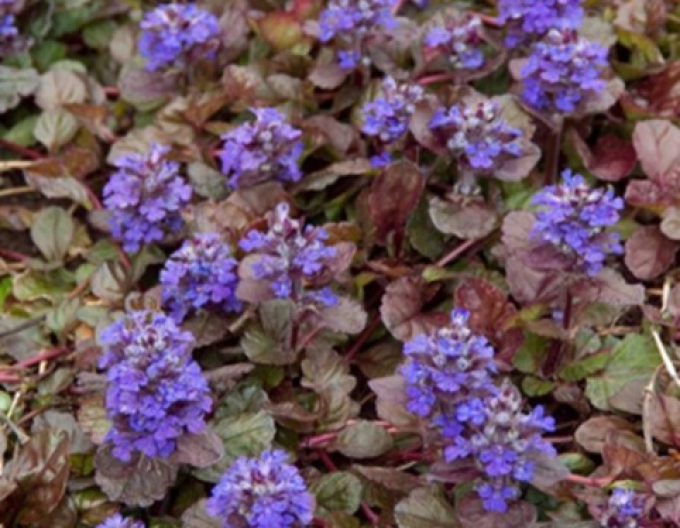 Vinețică neagră Scallop