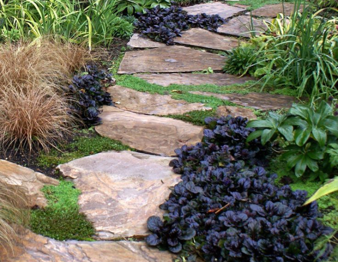 Vinețică neagră Scallop