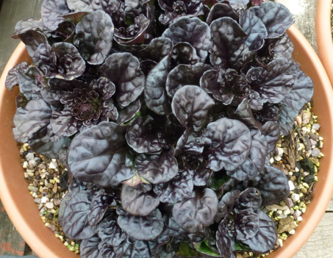 Vinețică neagră Scallop