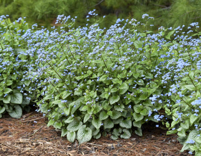 Brunnera ´Silver Heart´