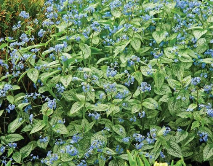 Brunnera ´Silver Heart´