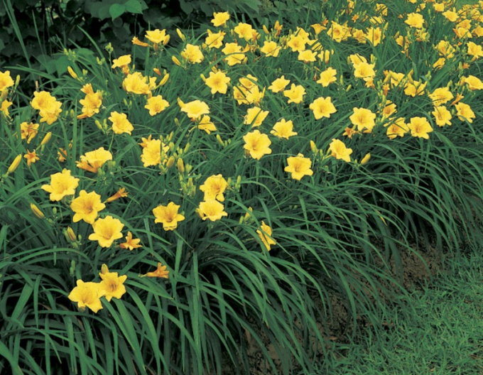 Crin de o zi ´Stella ´d´Oro´