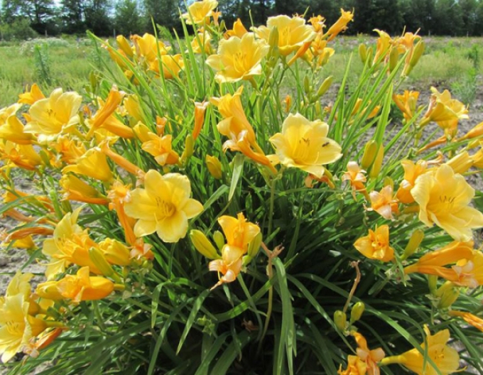 Crin de o zi ´Stella ´d´Oro´