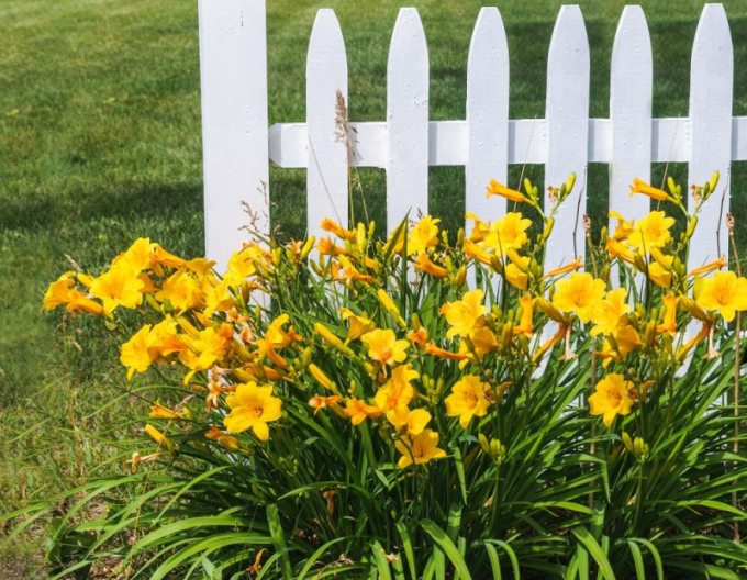 Crin de o zi ´Stella ´d´Oro´