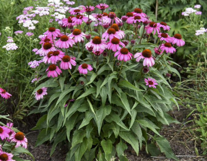 Echinacea purpurea Magnus