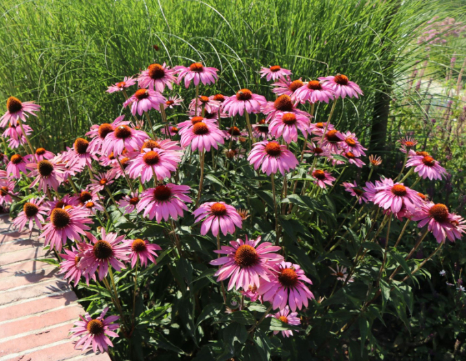 Echinacea purpurea Magnus