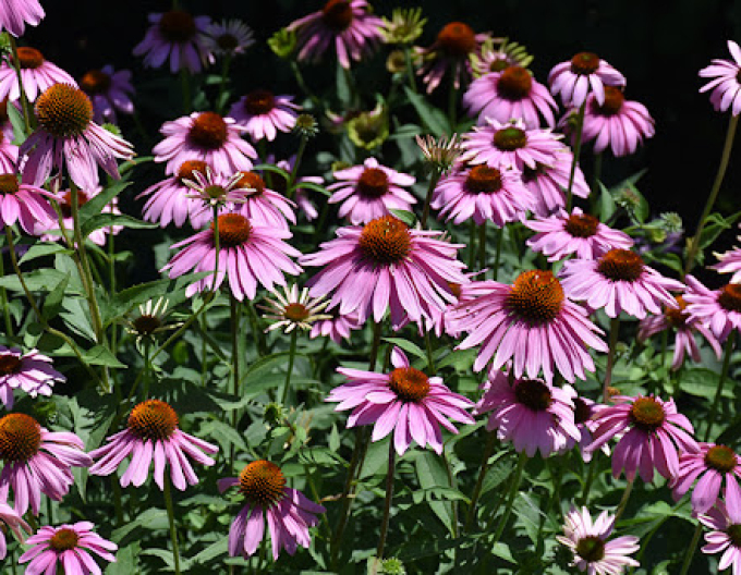 Echinacea purpurea Magnus
