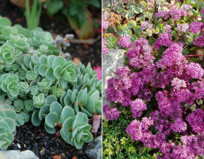 Stonecrop Bright Pink