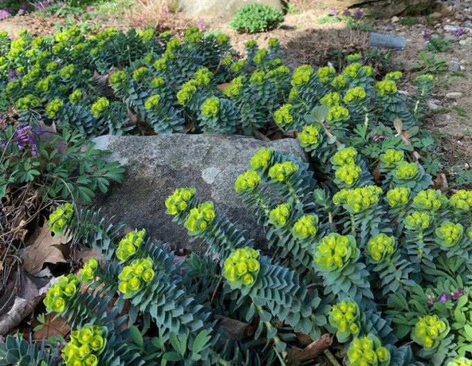 Euphorbia