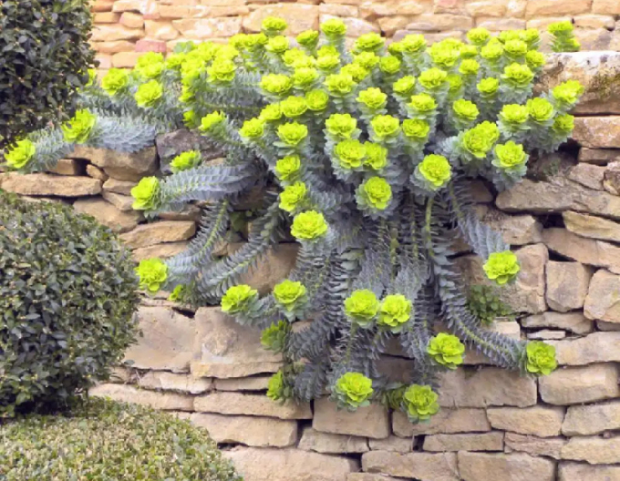 Euphorbia