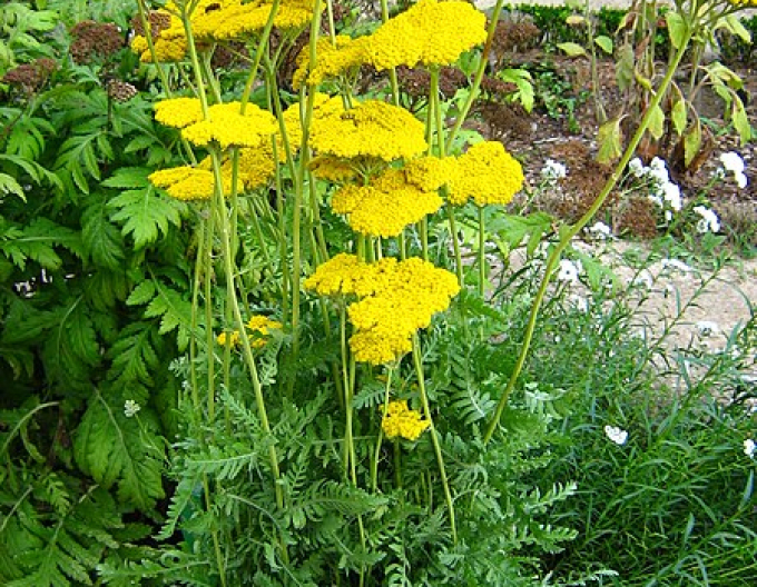 Coada șoricelului ´Cloth of Gold´