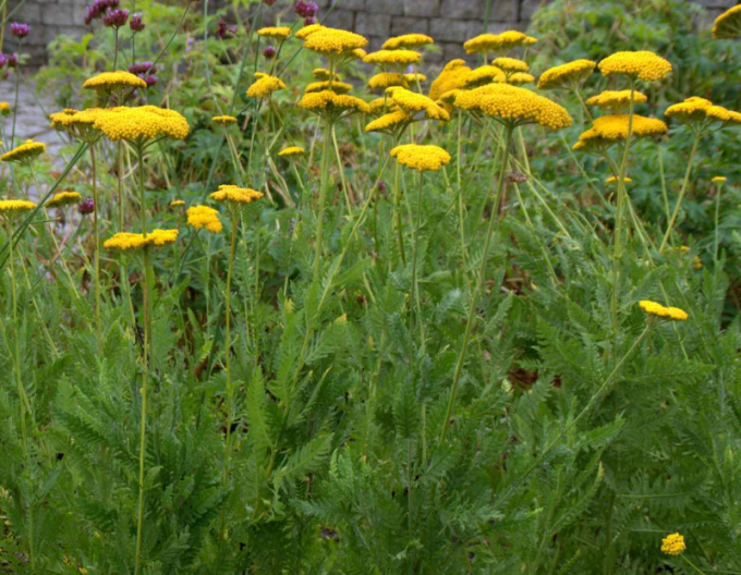 Coada șoricelului ´Cloth of Gold´