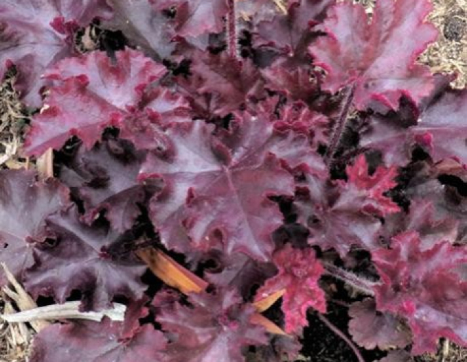 Heuchera Melting Fire