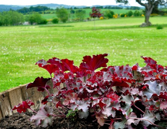 Heuchera Melting Fire