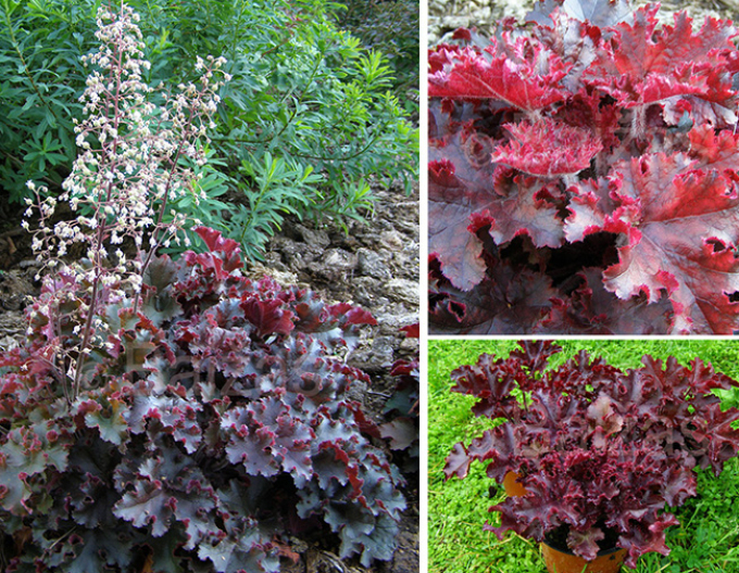 Heuchera Melting Fire