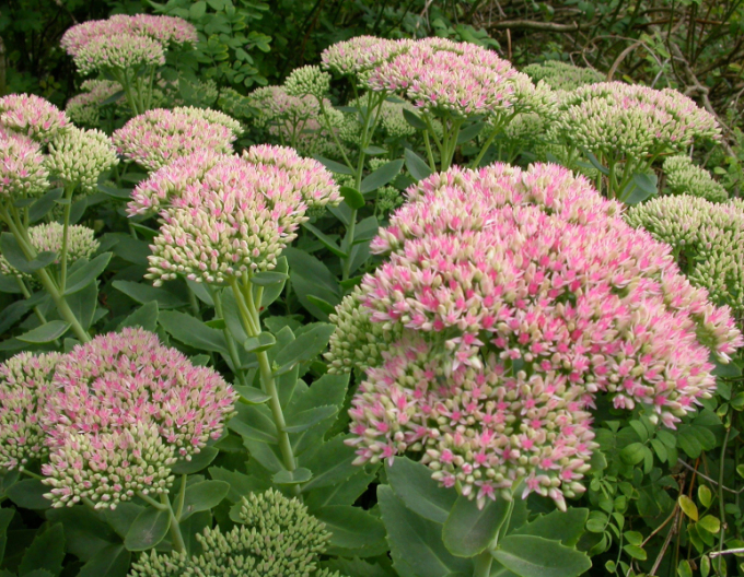 Sunătoare "Herbstfreude