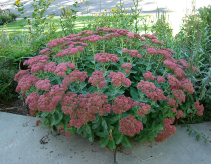 Sunătoare "Herbstfreude