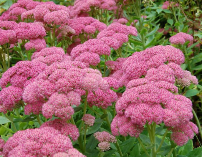 Sunătoare "Herbstfreude