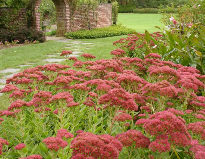 Sunătoare "Herbstfreude