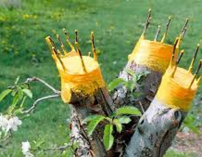 Bio Plantella Arbosan balsam tub 100g