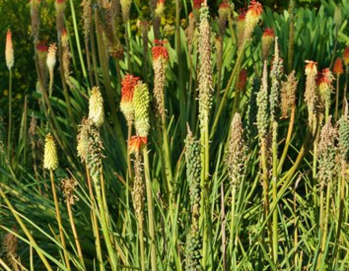 Torță "Ministrul Verschuur