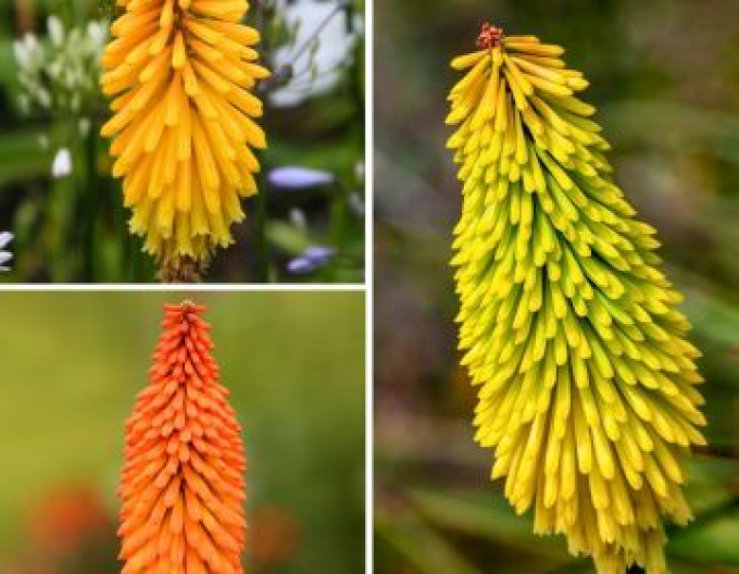 Torță "Ministrul Verschuur