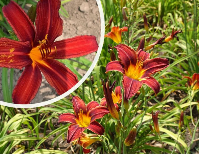 Crin de o zi Crimson Pirate