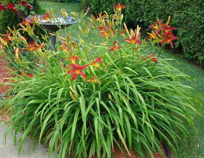 Crin de o zi Crimson Pirate