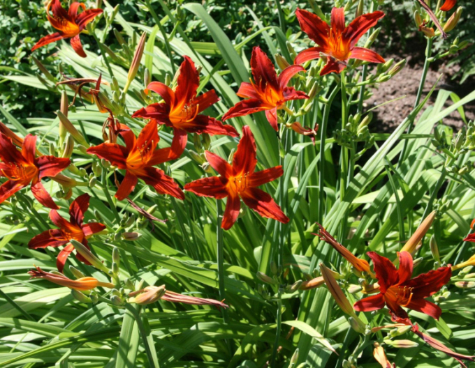 Crin de o zi Crimson Pirate