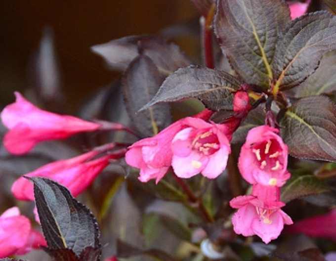 Weigela  florida Alexandra