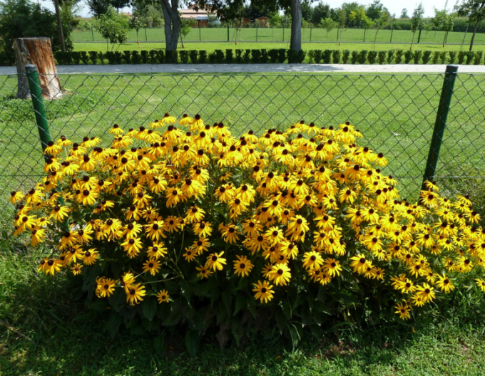 Rudbeckia ´Goldsturm´ 9x9