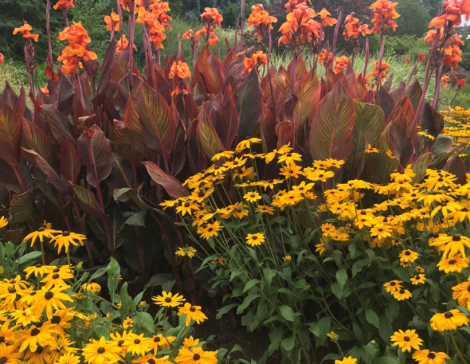 Rudbeckia ´Goldsturm´ 9x9