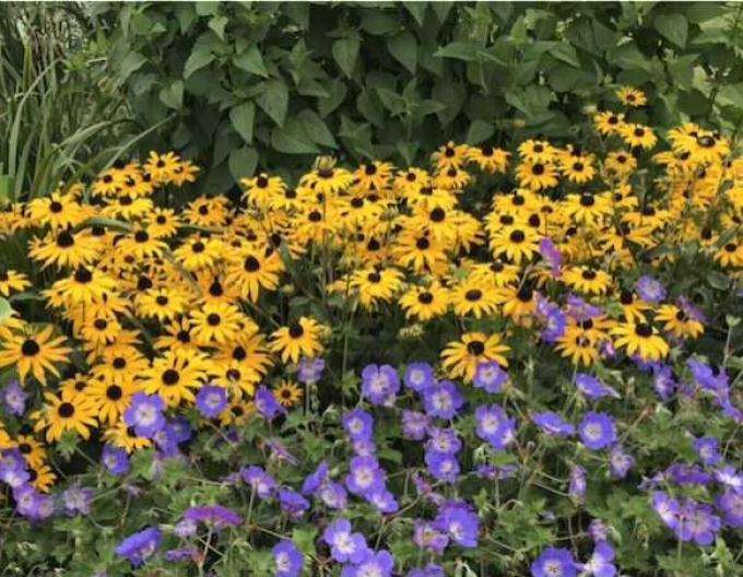 Rudbeckia ´Goldsturm´ 9x9