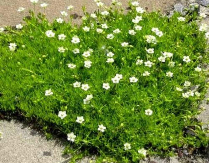 Mușchi scoțian ´Supreme´