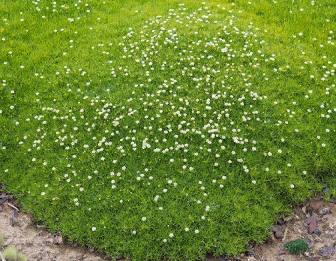 Mușchi scoțian ´Supreme´