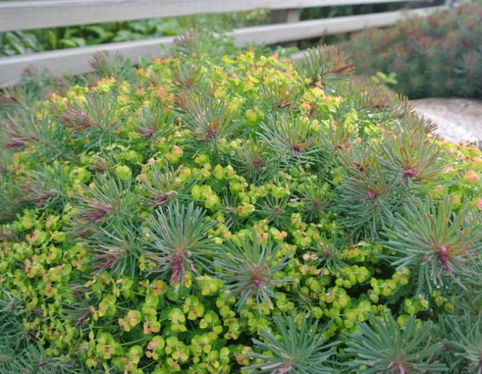 Laptele cucului chiparos Fens Ruby