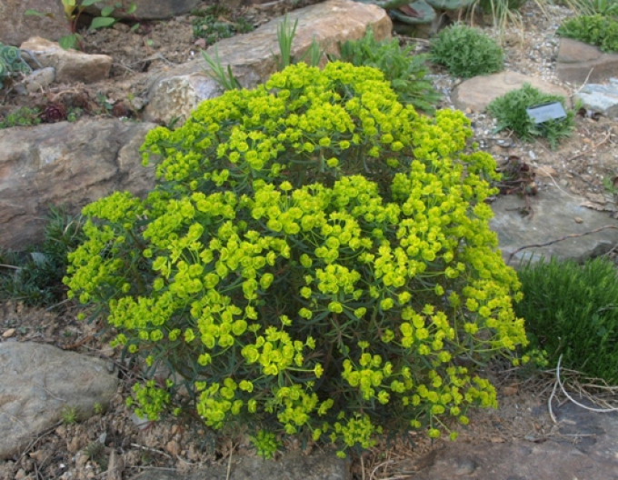 Laptele cucului chiparos Fens Ruby