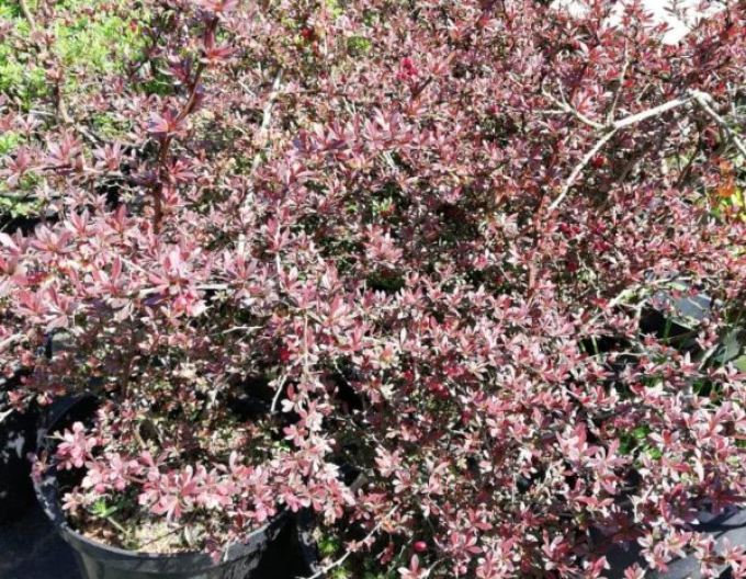 Berberis thunbergii ´Red Dream´