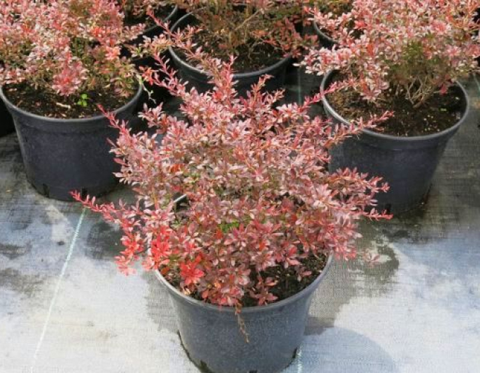 Berberis thunbergii ´Red Dream´