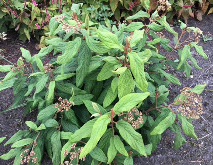 Viburnum rhytidophyllum 3l
