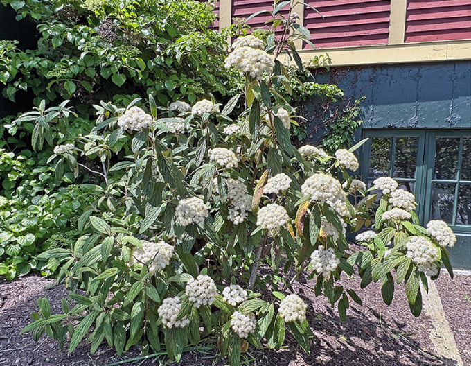 Viburnum rhytidophyllum 3l