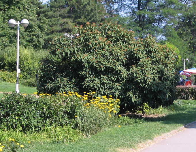 Viburnum rhytidophyllum 3l