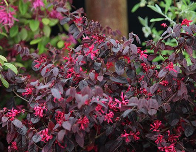 Loropetalum chinese ´Fire Dance´